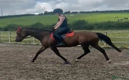 English Thoroughbred horses for sale: 15.2 thoroughbred mare - Image 6