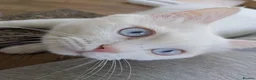 Mixed Breed cats for adoption: Gorgeous Blue Eyed Rescue in Bristol - Advert 4