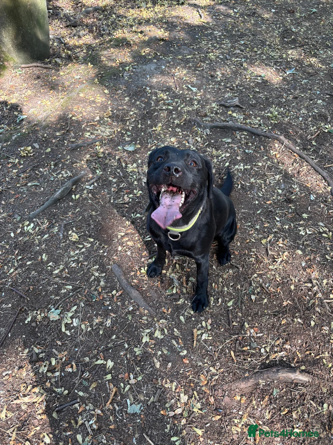 Labrador Retriever dogs for sale: Rue 2 year old lab  - Advert 2