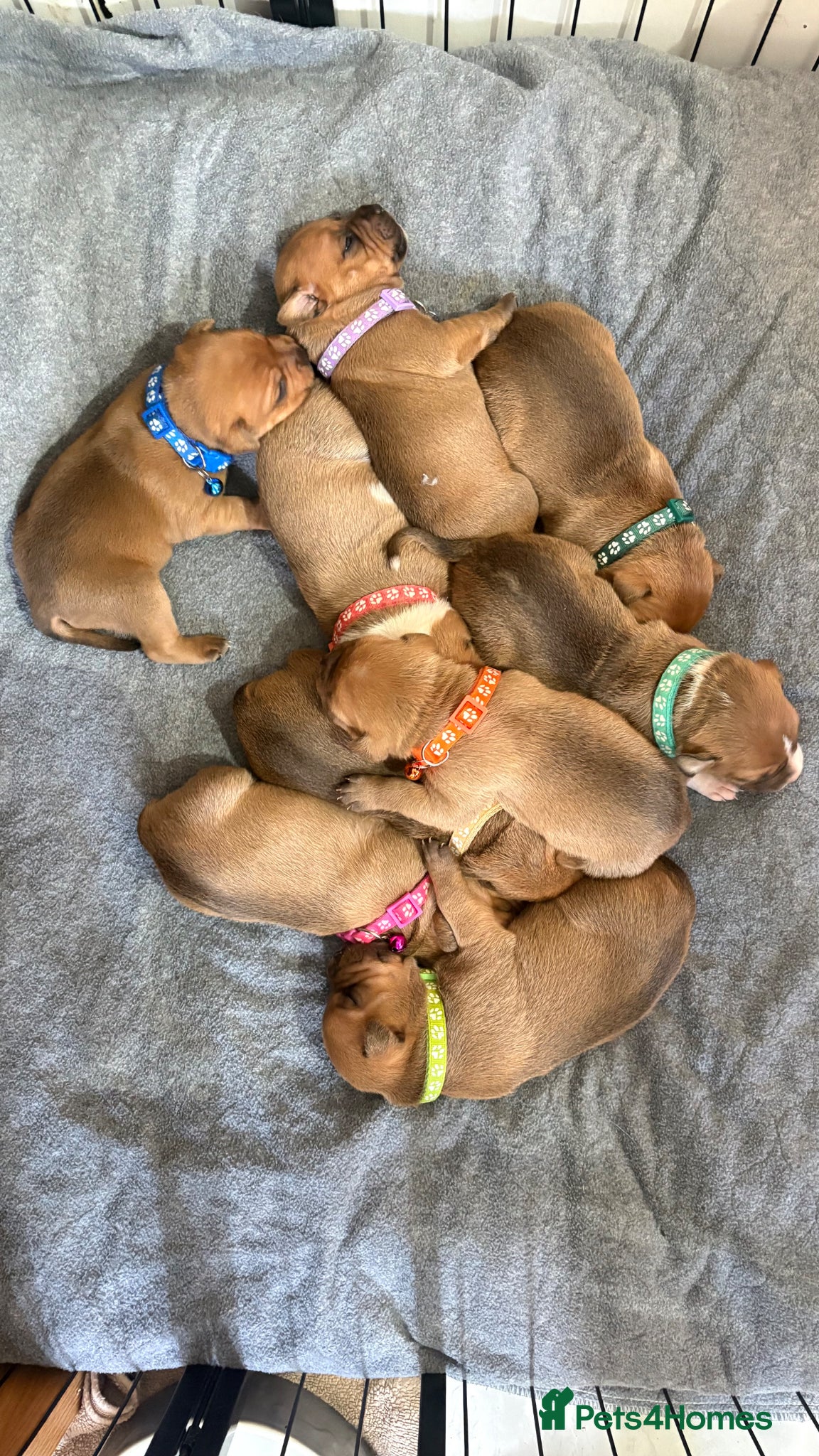 Staffordshire Bull Terrier dogs 🔥🔥STUNNING RED STAFF BULL TERRIER PUPPIES🔥🔥 - Advert 4