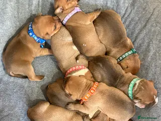 Staffordshire Bull Terrier dogs 🔥🔥STUNNING RED STAFF BULL TERRIER PUPPIES🔥🔥 - Advert 4