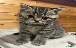 British Shorthair cats for sale: Adorable BSH kittens - Image 10