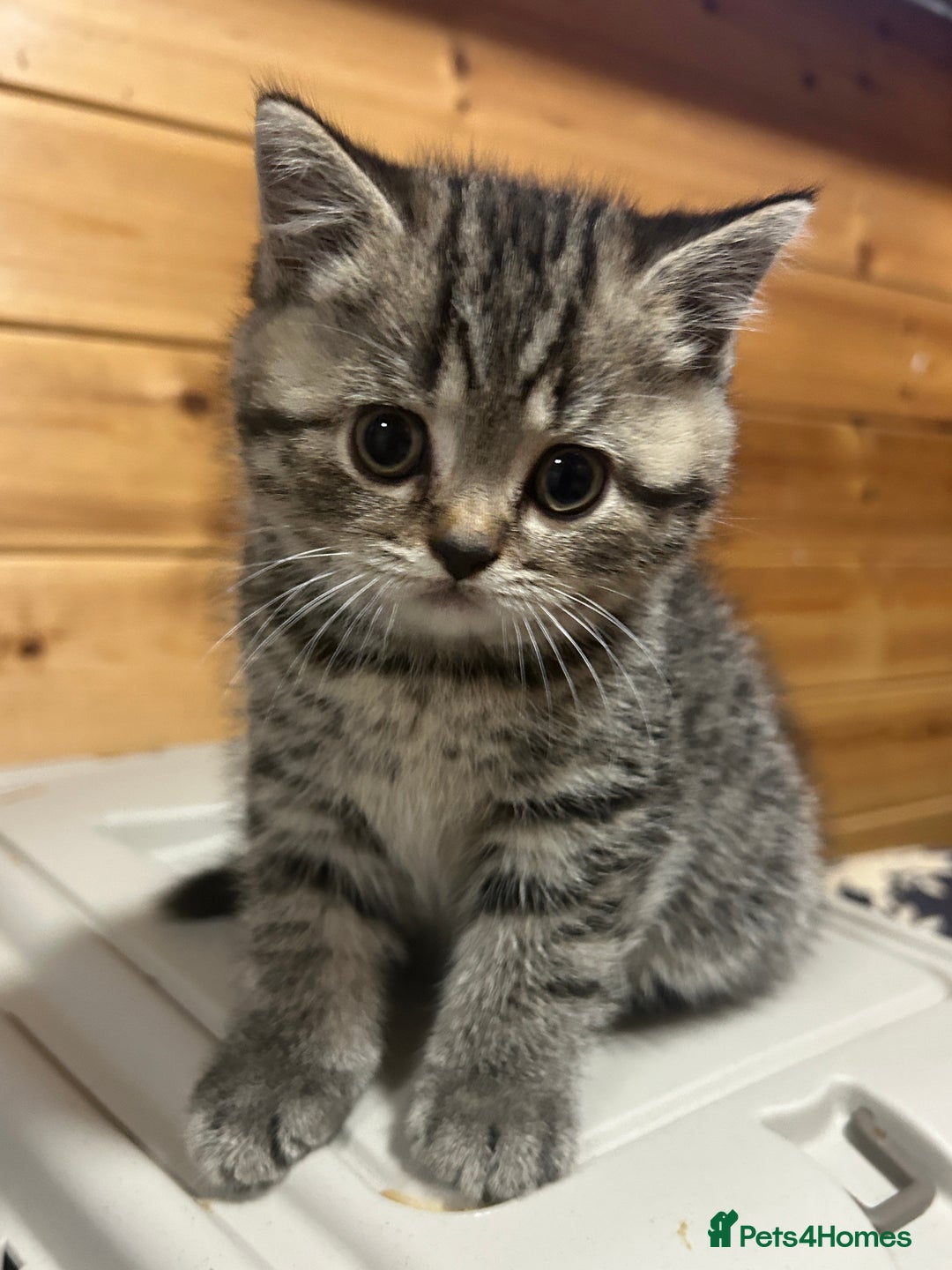 British Shorthair cats for sale: Adorable BSH kittens - Image 10
