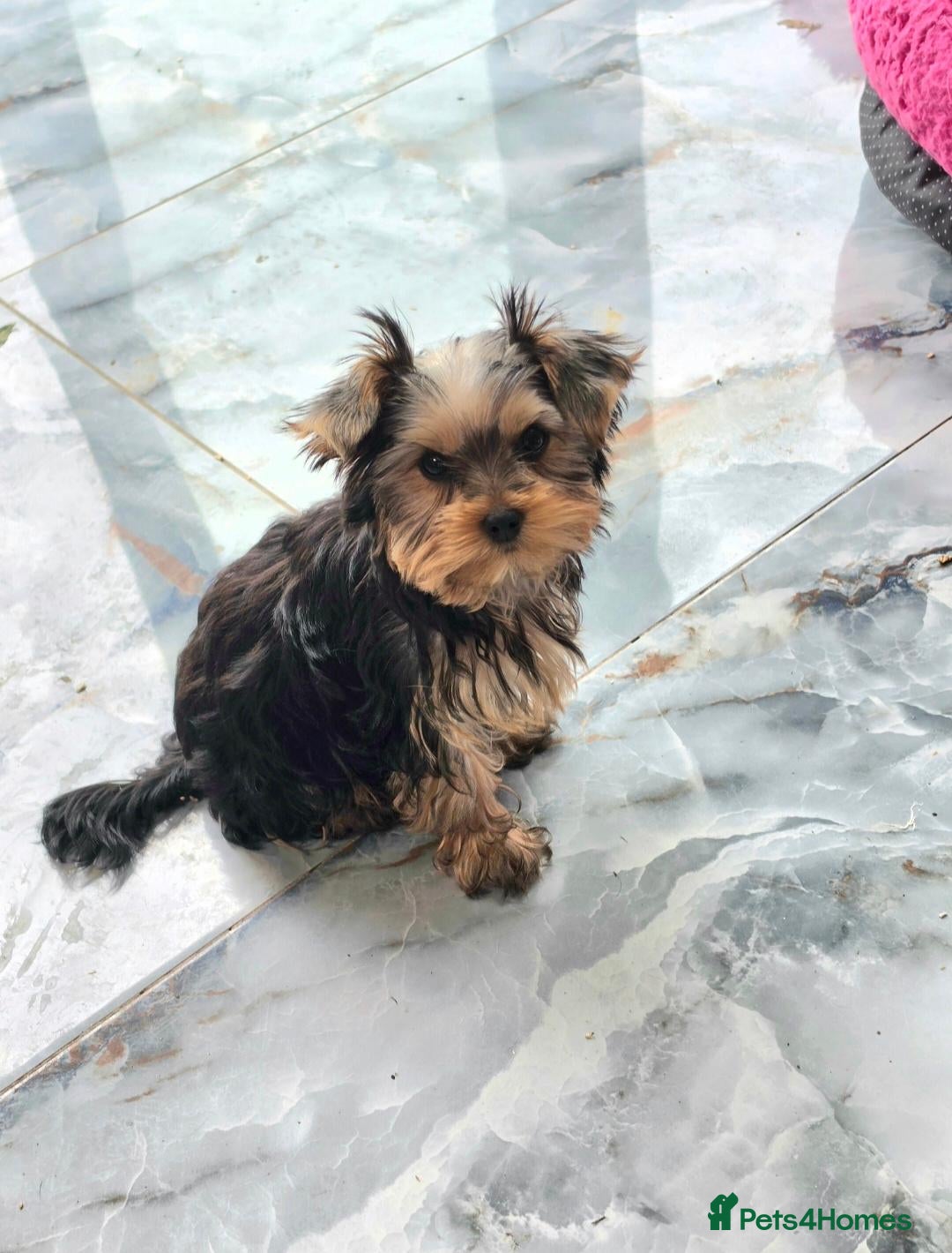 Yorkshire Terrier dogs KC Registered Yorkshire Terrier Puppies  - Advert 2