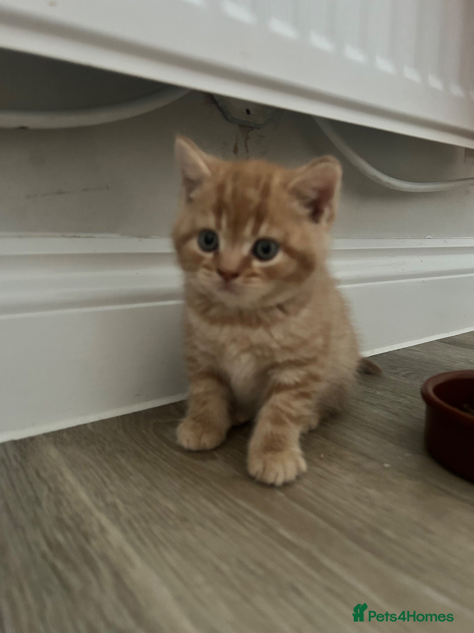 British Shorthair cats PEDIGREE BSH KITTENS  - Advert 1