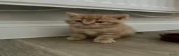 British Shorthair cats for sale: PEDIGREE BSH KITTENS  - Advert 1