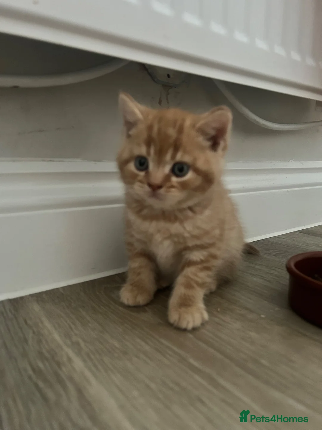 British Shorthair cats for sale: PEDIGREE BSH KITTENS  - Advert 1