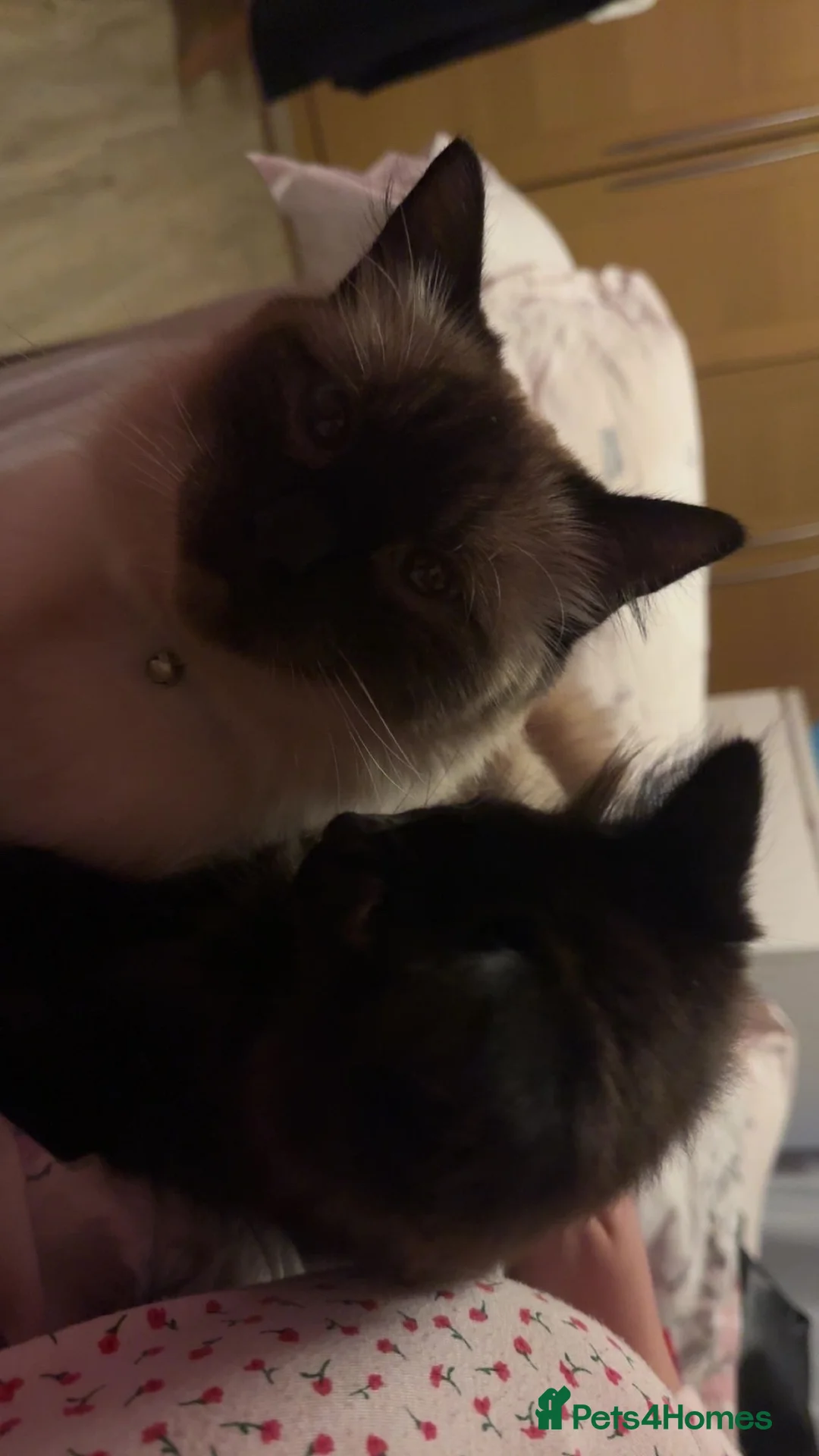Mixed Breed cats for sale: Ragdoll cross ( mum full ragdoll dad half ragdoll) - Advert 9