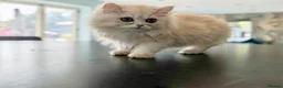 Persian cats for sale: *Last One* “Pebble” Beautiful Pure Persian Kittens - Advert 8