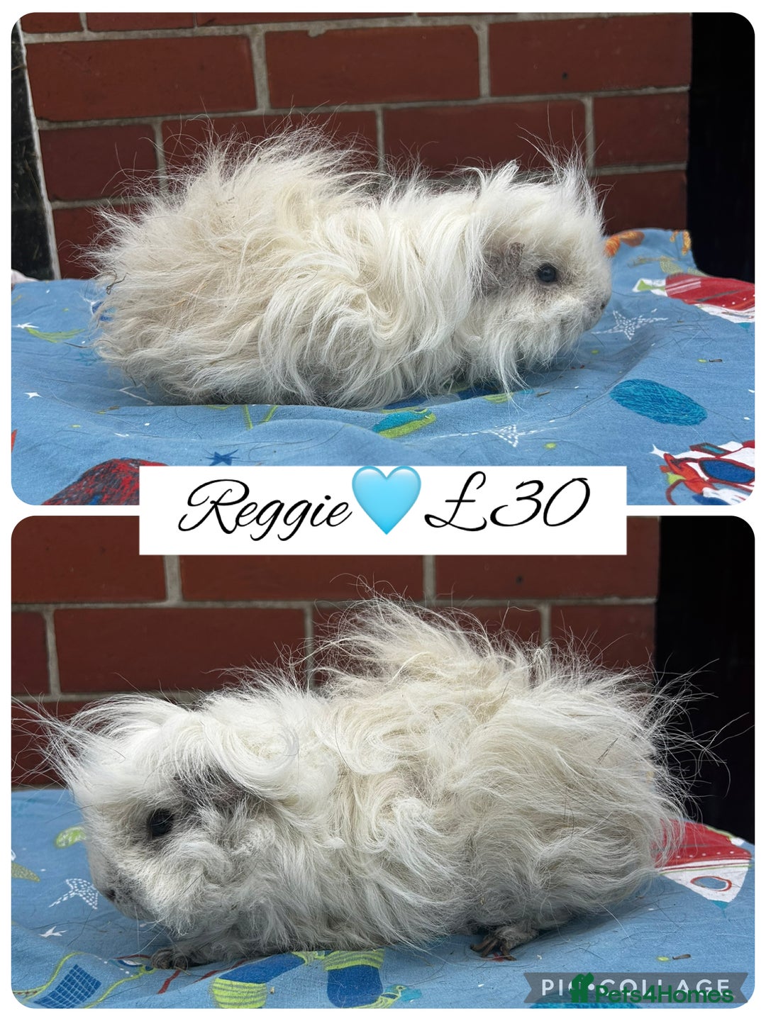 Guinea Pig rodents for sale: Guinea pig boars  - Image 12