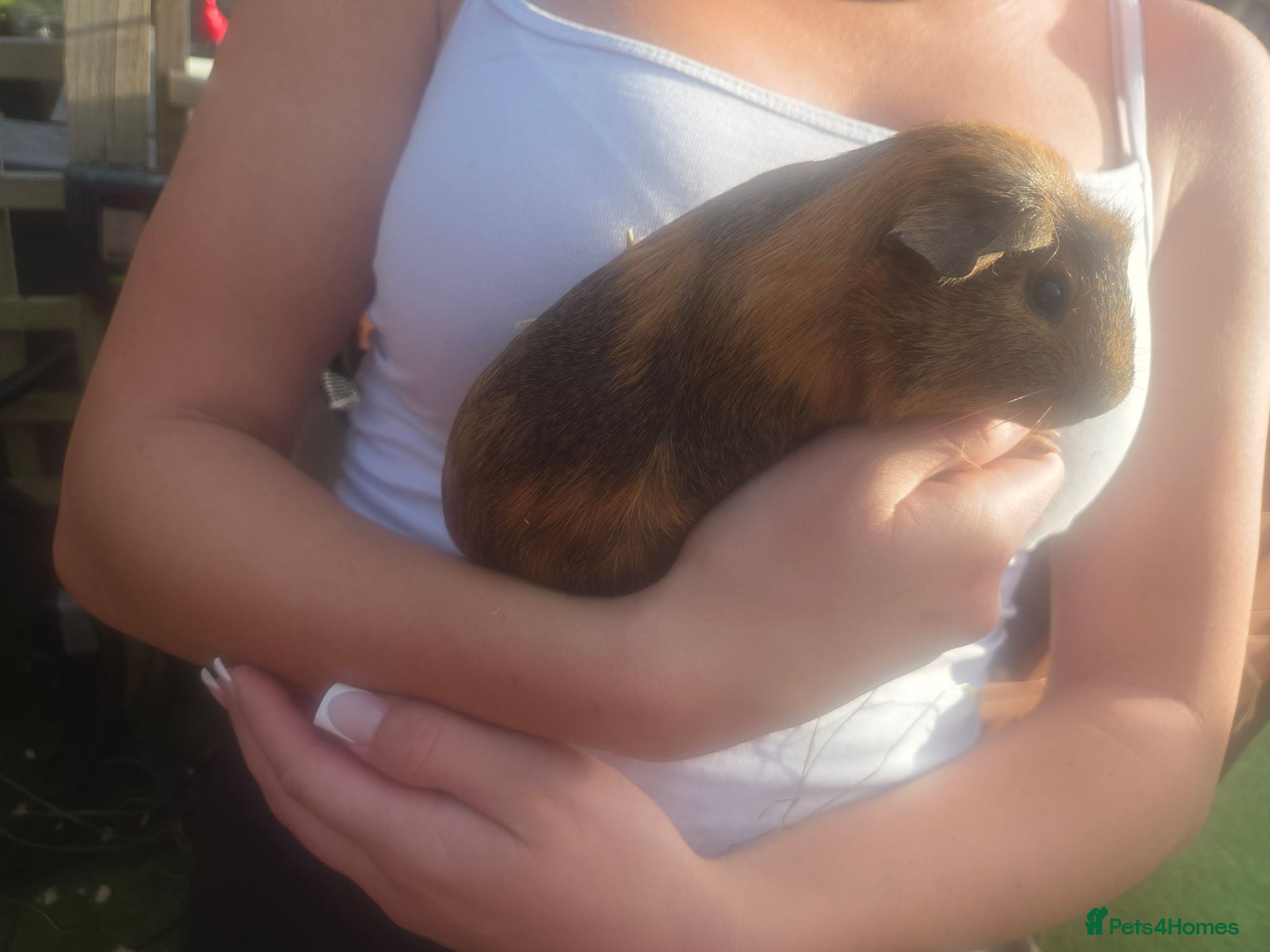 Guinea Pig rodents 2 male guinea pigs - Advert 2