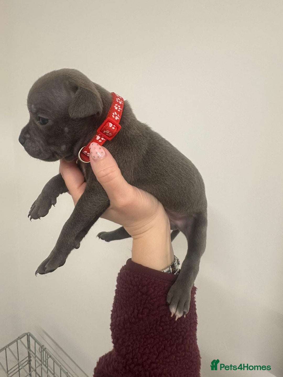 Staffordshire Bull Terrier dogs for sale:  KC Registered Staffordshire Bull Terrier Puppies - Advert 23