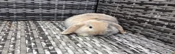Mini Lop rabbits for sale: Beautiful mini lop babies ready NOW  - Advert 3