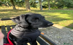 Labradoodle dogs for sale: Bonnie - Labradoodle - Advert 9