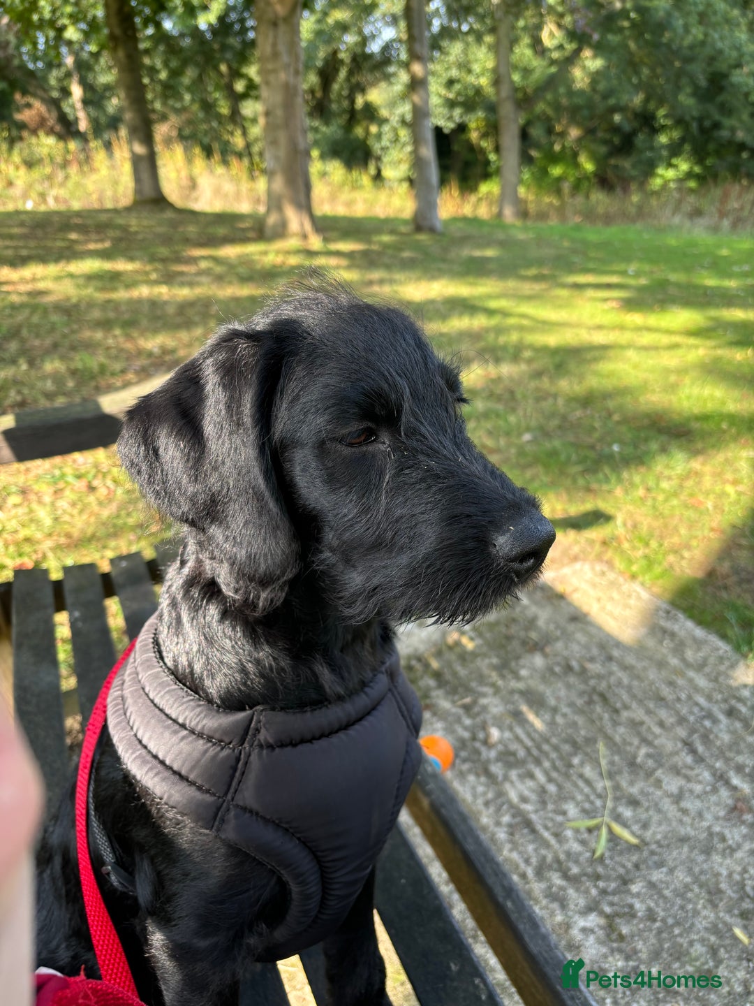 Labradoodle dogs for sale: Bonnie - Labradoodle - Advert 9