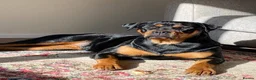 Rottweiler dogs for sale: Rottweiler puppies for sale - Advert 1