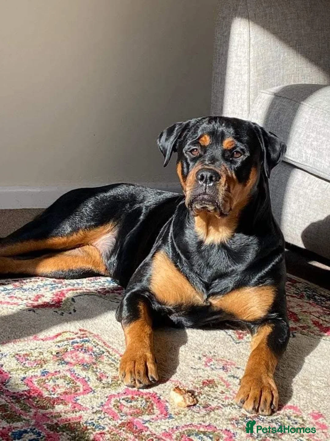 Rottweiler dogs for sale: Rottweiler puppies for sale - Advert 1