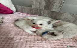 Ragdoll cats for sale: Beautiful Ragdoll Kittens  - Image 33