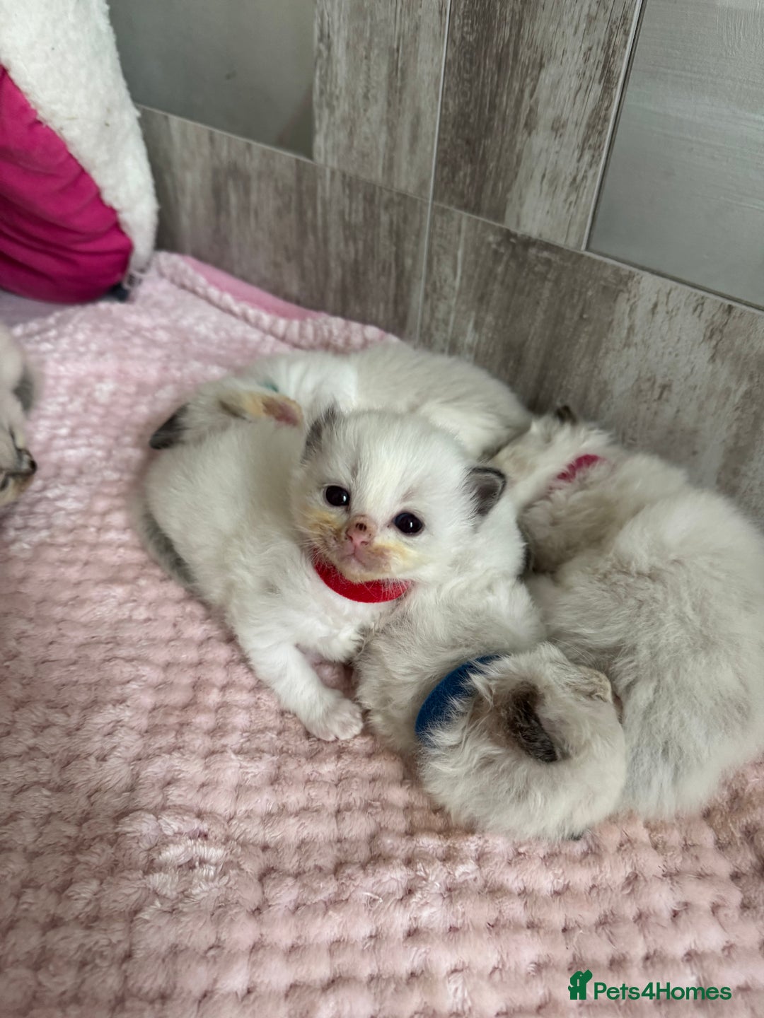 Ragdoll cats for sale: Beautiful Ragdoll Kittens  - Image 33