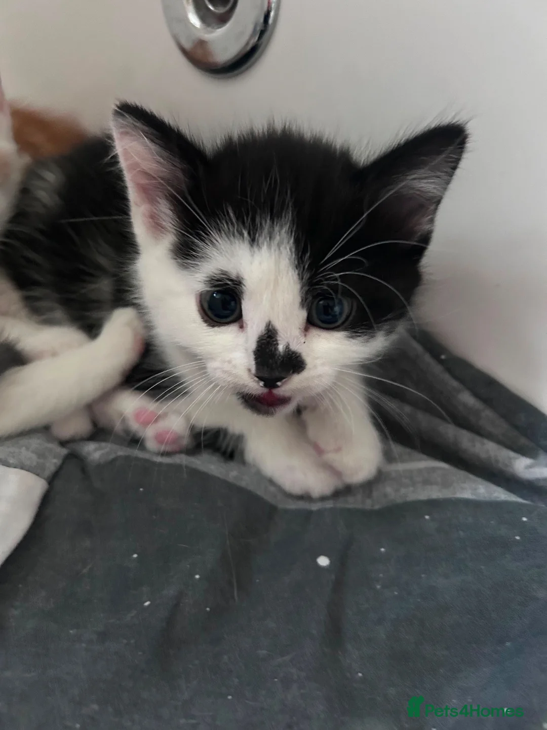 Mixed Breed cats for sale: Kittens for sale  - Advert 2