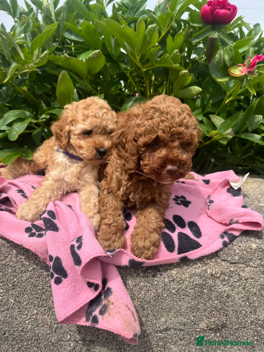 Cavapoochon dogs for sale: Cavapoochon puppies  - Advert 2