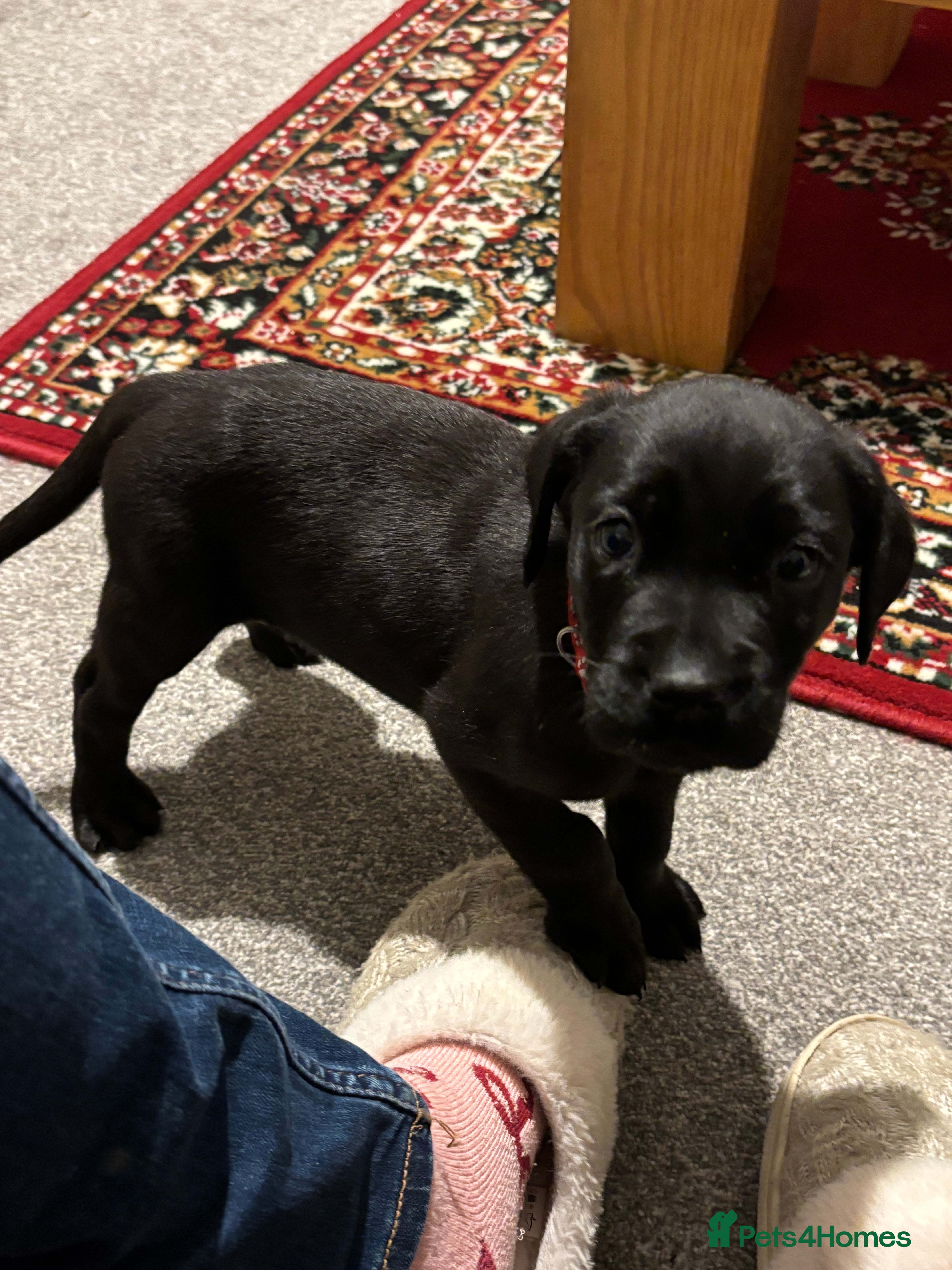 Labrador Retriever dogs 🌟1 black bitch left change of circumstances🌟 - Advert 6