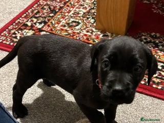 Labrador Retriever dogs 🌟1 black bitch left change of circumstances🌟 - Advert 2