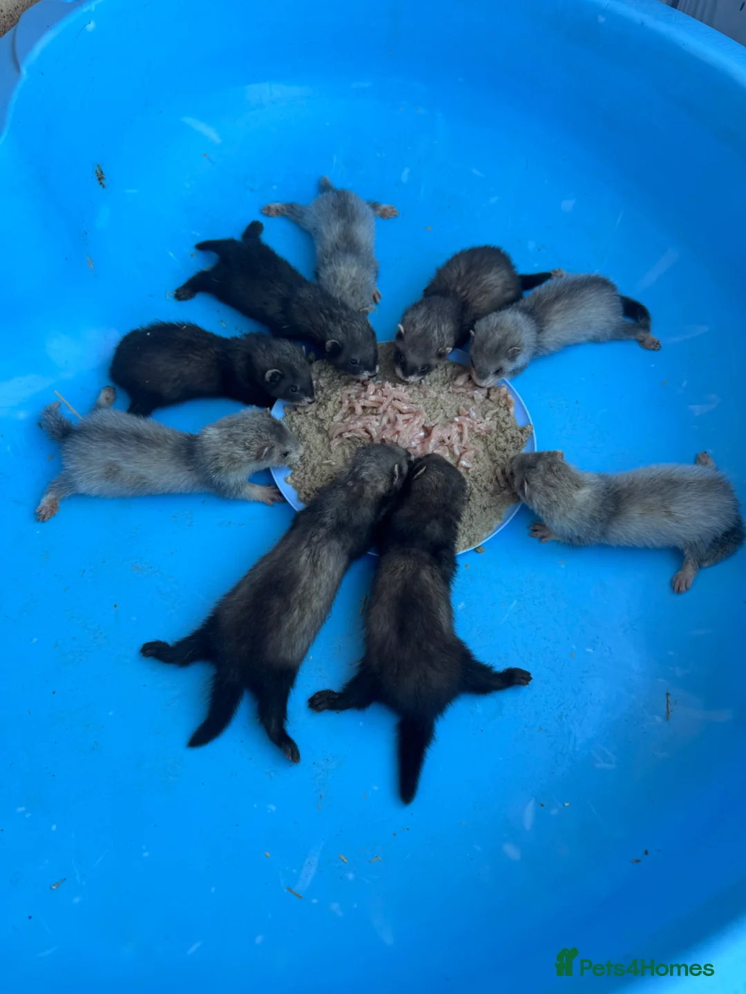 Ferret rodents for sale: Ferret kits  - Advert 1