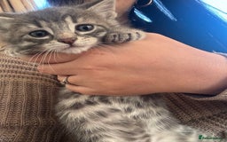 British Shorthair cats for sale: 3 male, 2 female British shorthair - Advert 11