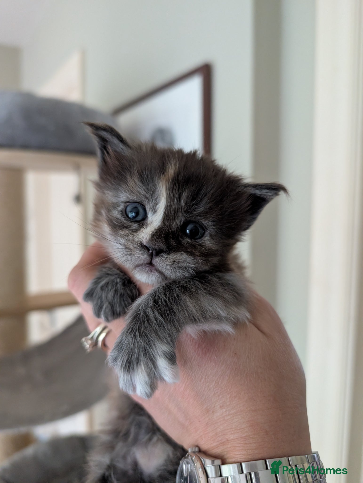 Maine Coon cats Tica Registered Maine coon Kittens  - Advert 2