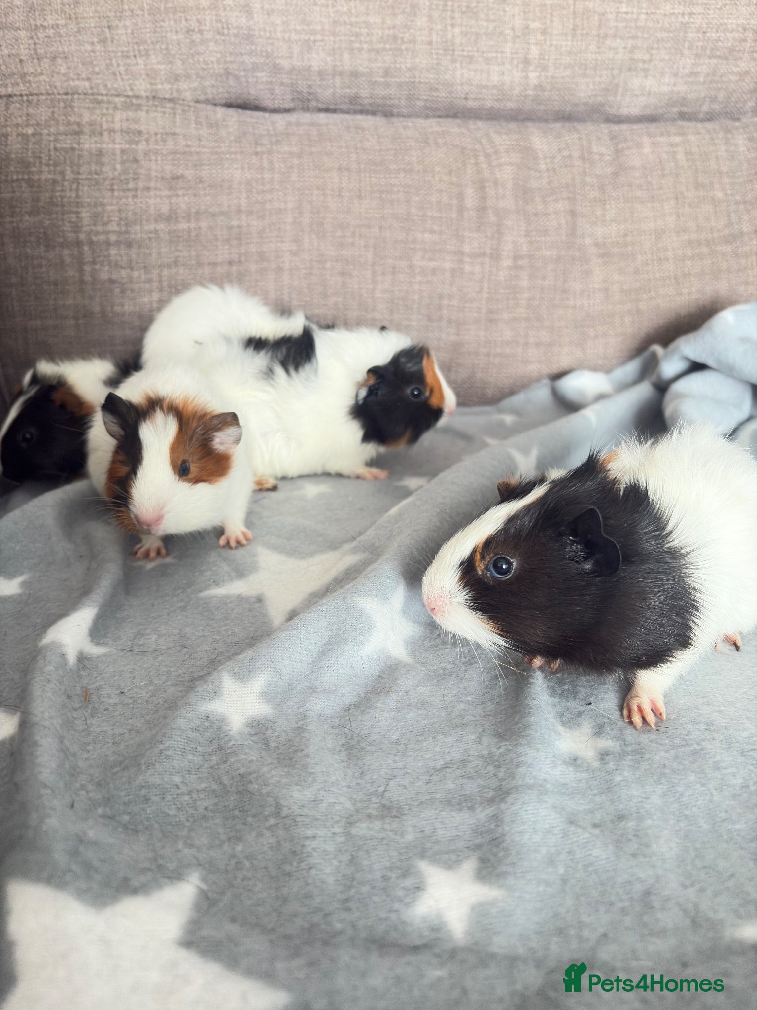 Guinea Pig rodents 4 baby boy guinea pigs - Advert 1