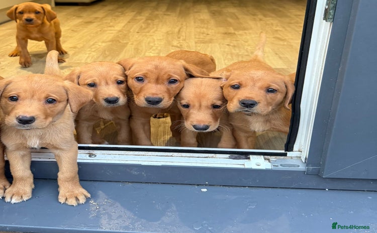 Labrador Retriever dogs - Advert 1