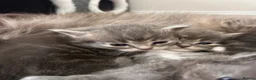 Ragdoll cats for sale: Four beautiful blue Ragdoll tabby point kittens - Advert 11