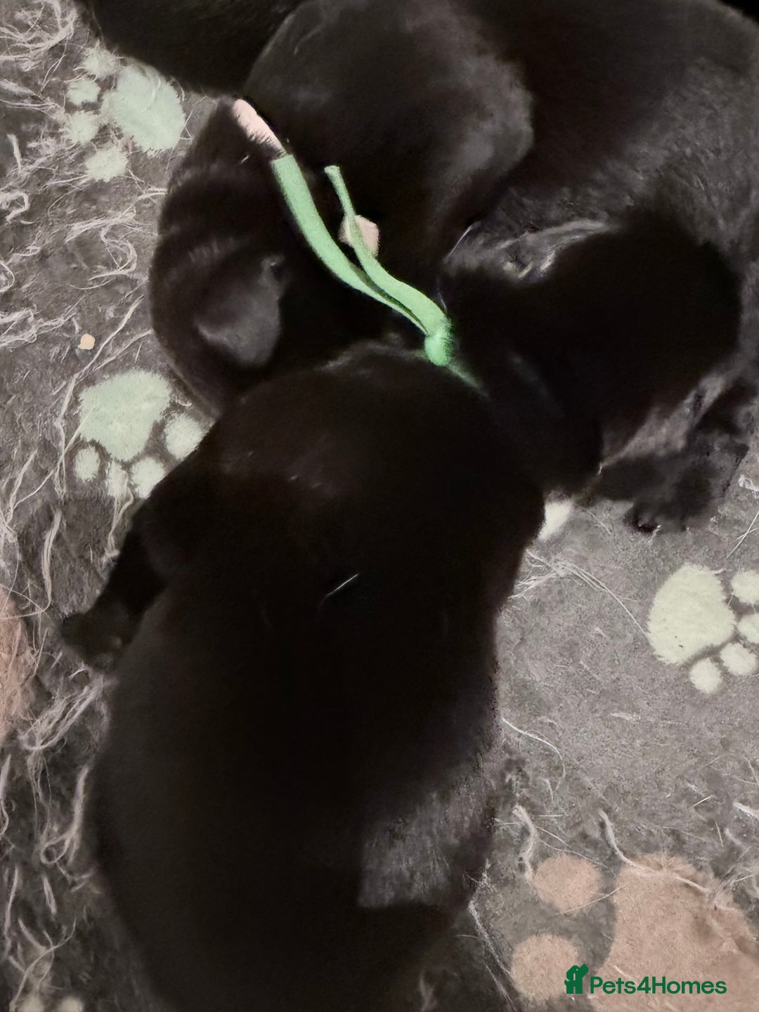 Labrador Retriever dogs for sale: 10 stunning KC reg black and yellow - Advert 7