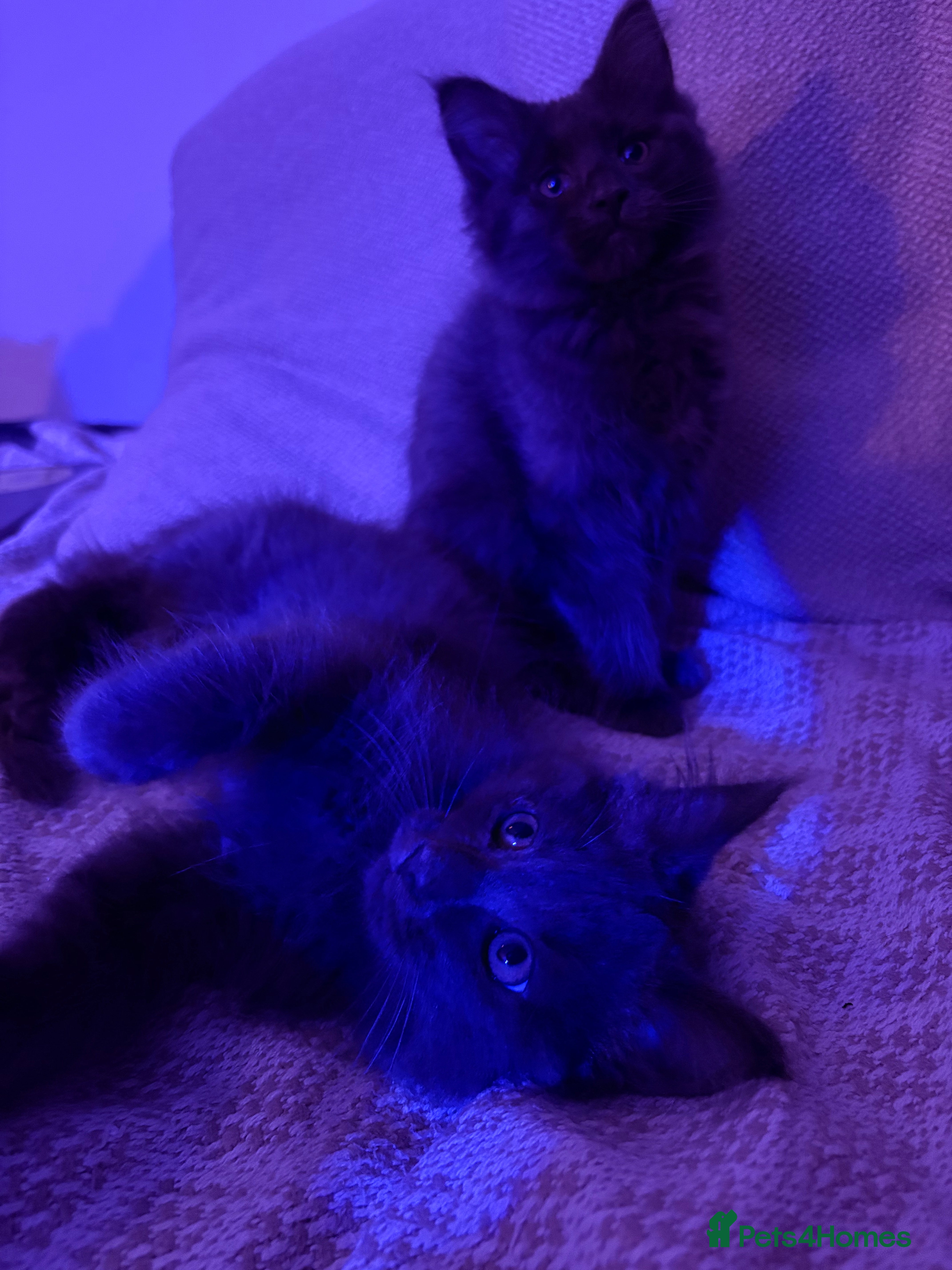 Ragcoon cats 2 x female Ragcoons - ready to leave - Advert 1