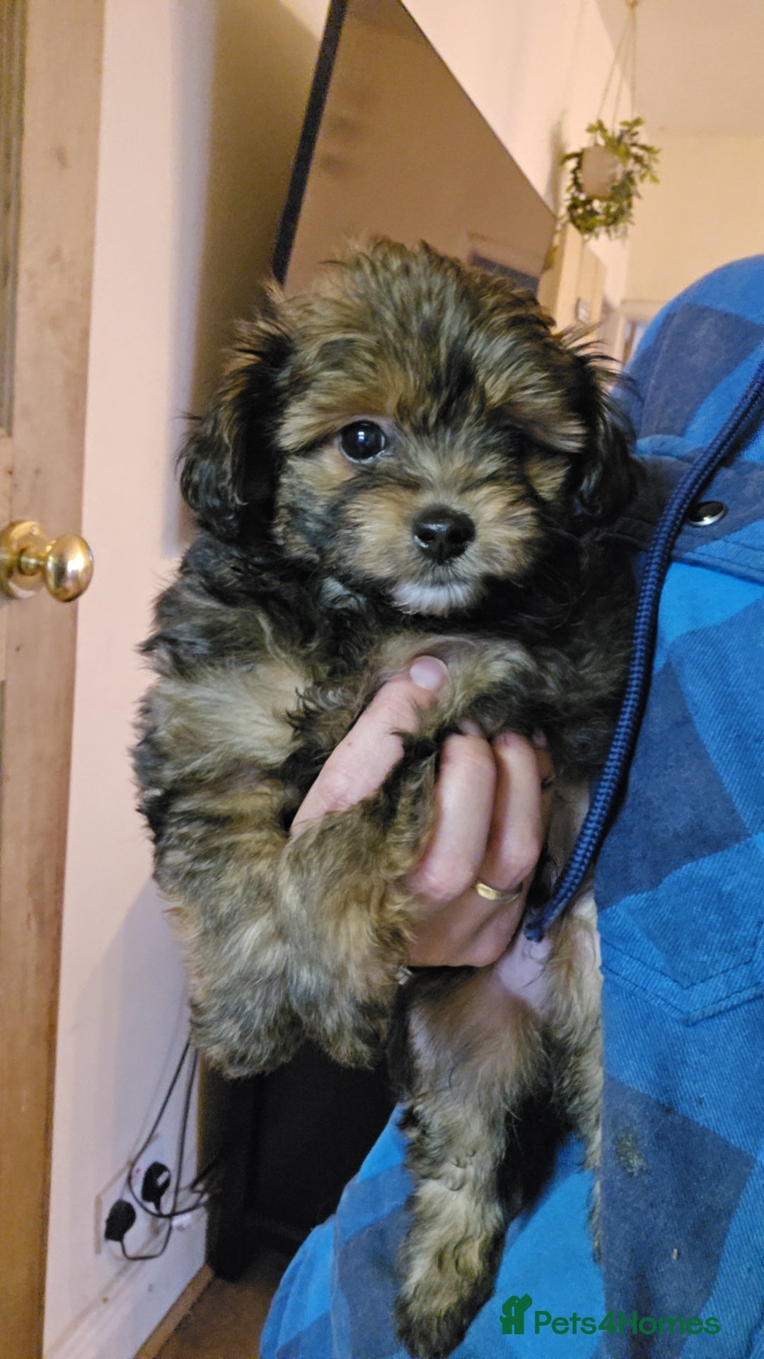 Pomapoo dogs for sale: POCKET SIZED POMAPOOS ~ READY NOW - Image 22