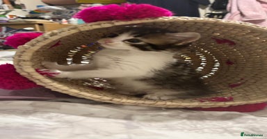 Mixed Breed cats - Advert 15