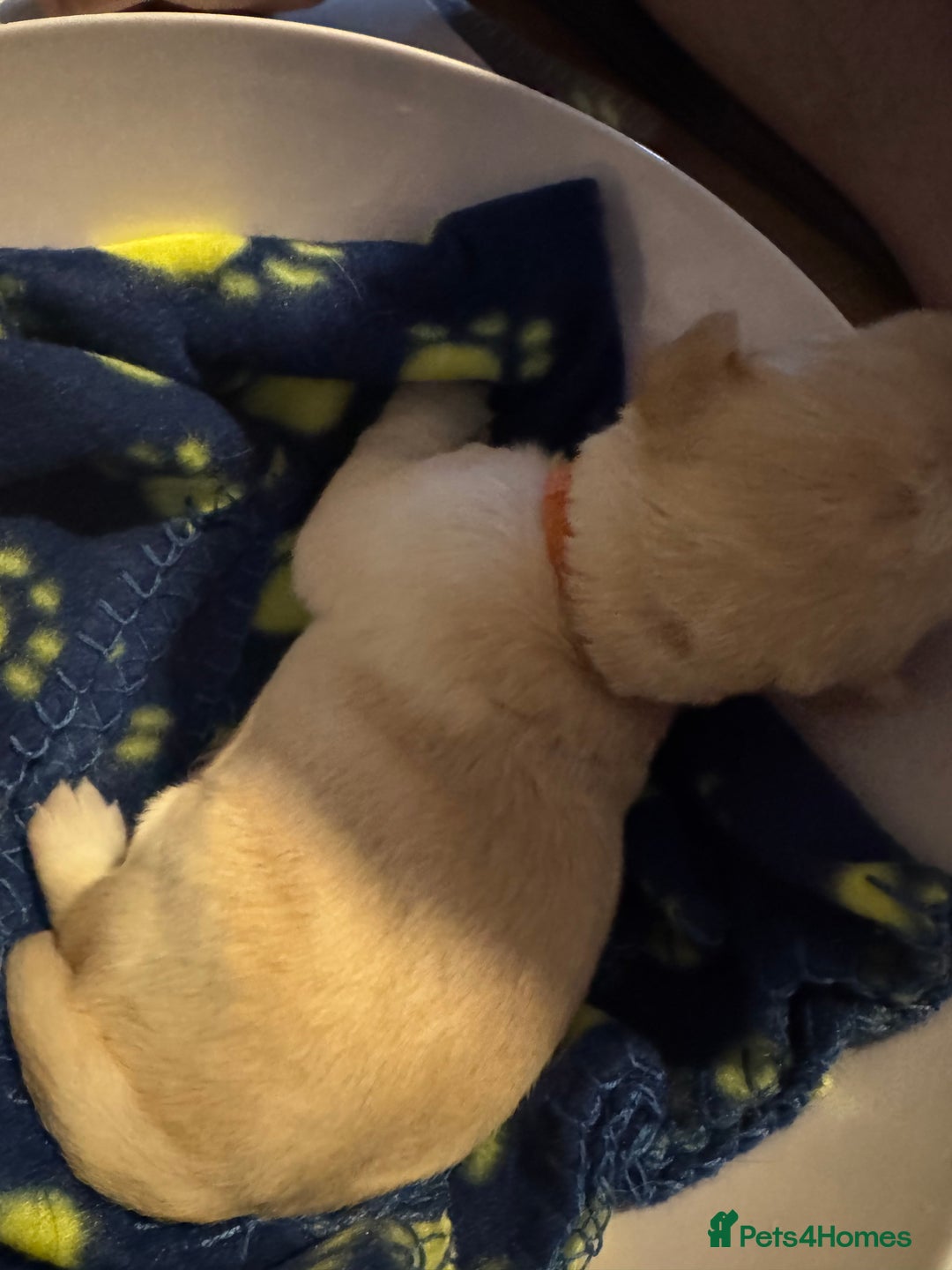 Labrador Retriever dogs for sale: 6 Sweet Labrador Puppies  - Advert 17