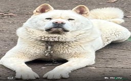 Akita dogs for sale: Pedigree American Akita  - Image 3
