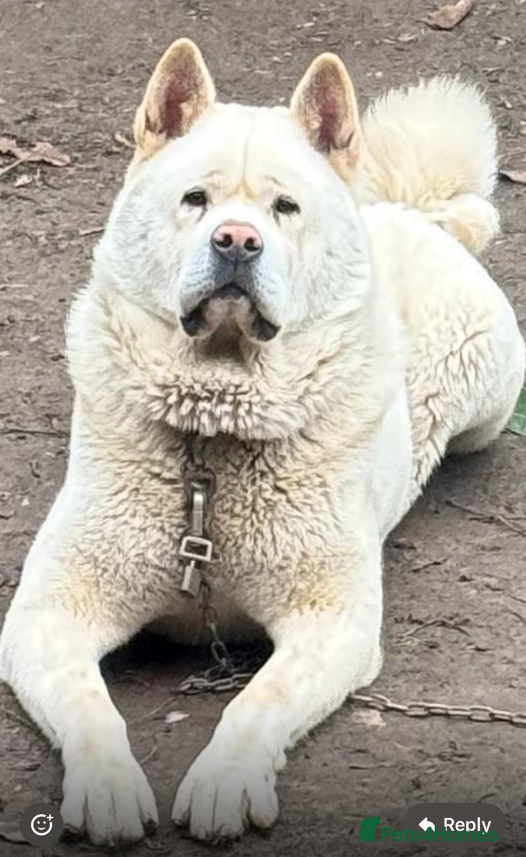 Akita dogs for sale: Pedigree American Akita  - Image 3