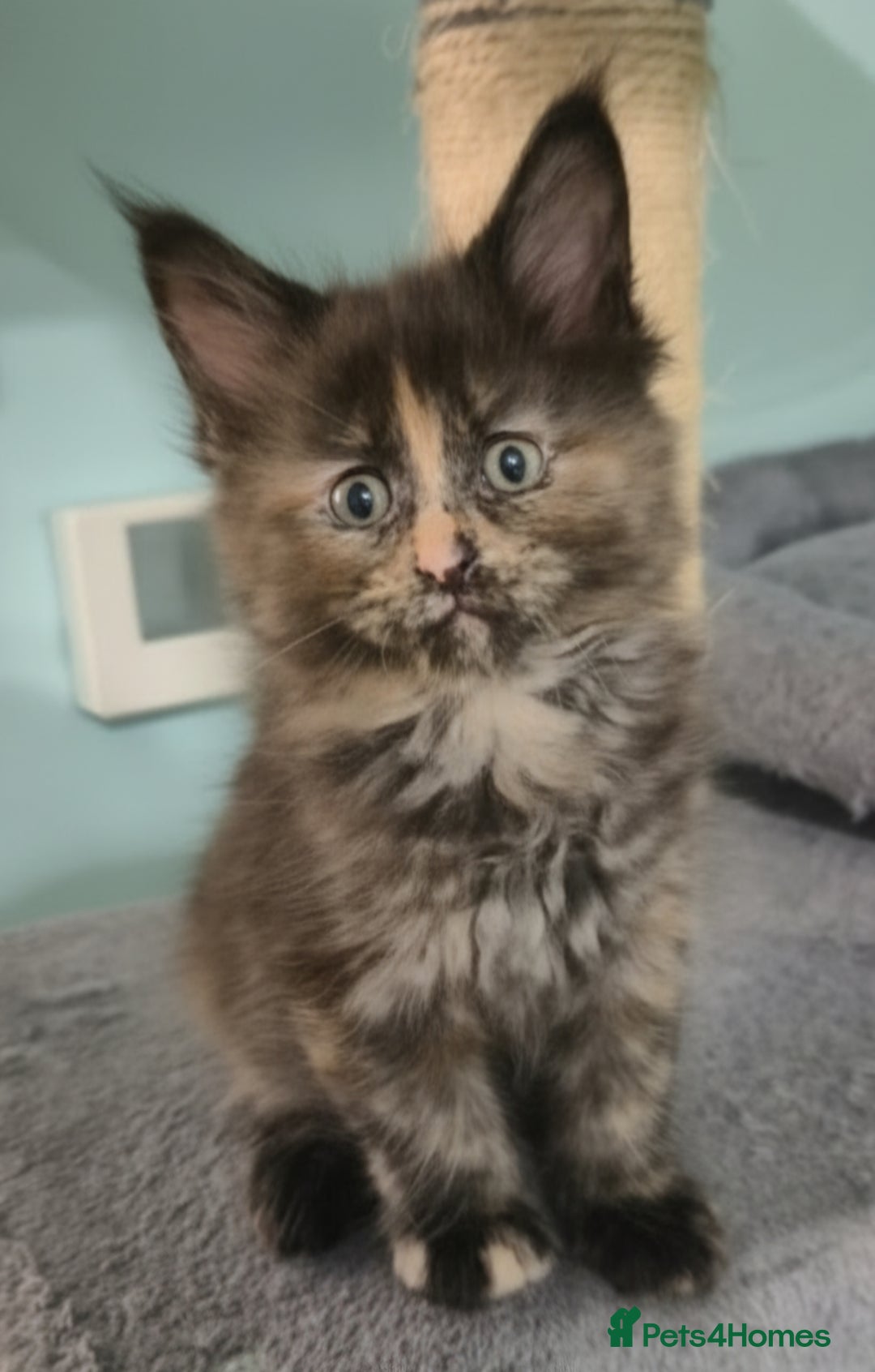 Maine Coon cats for sale: XXL Maine Coon kittens - Image 2
