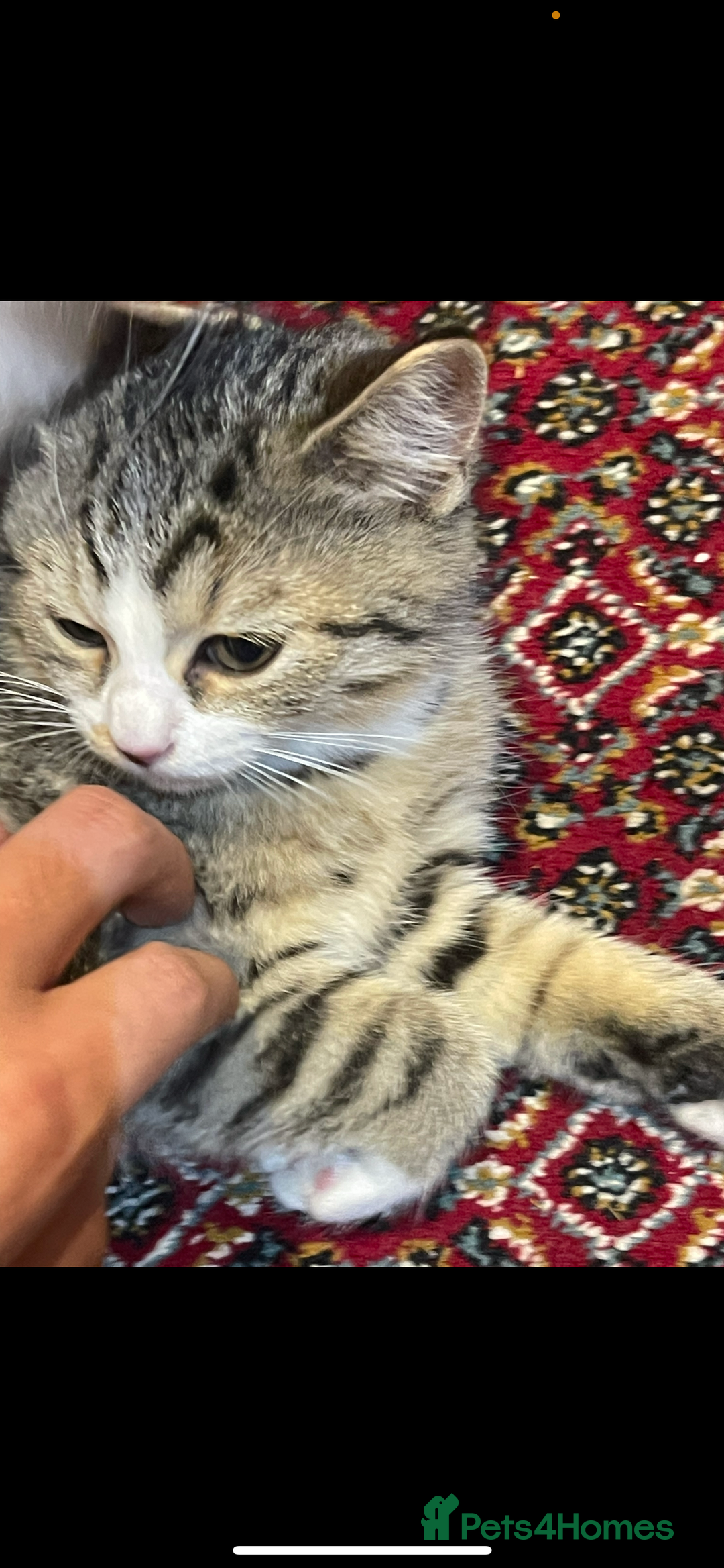 British Shorthair cats for sale: 3 Beautiful female kittens  - Image 2