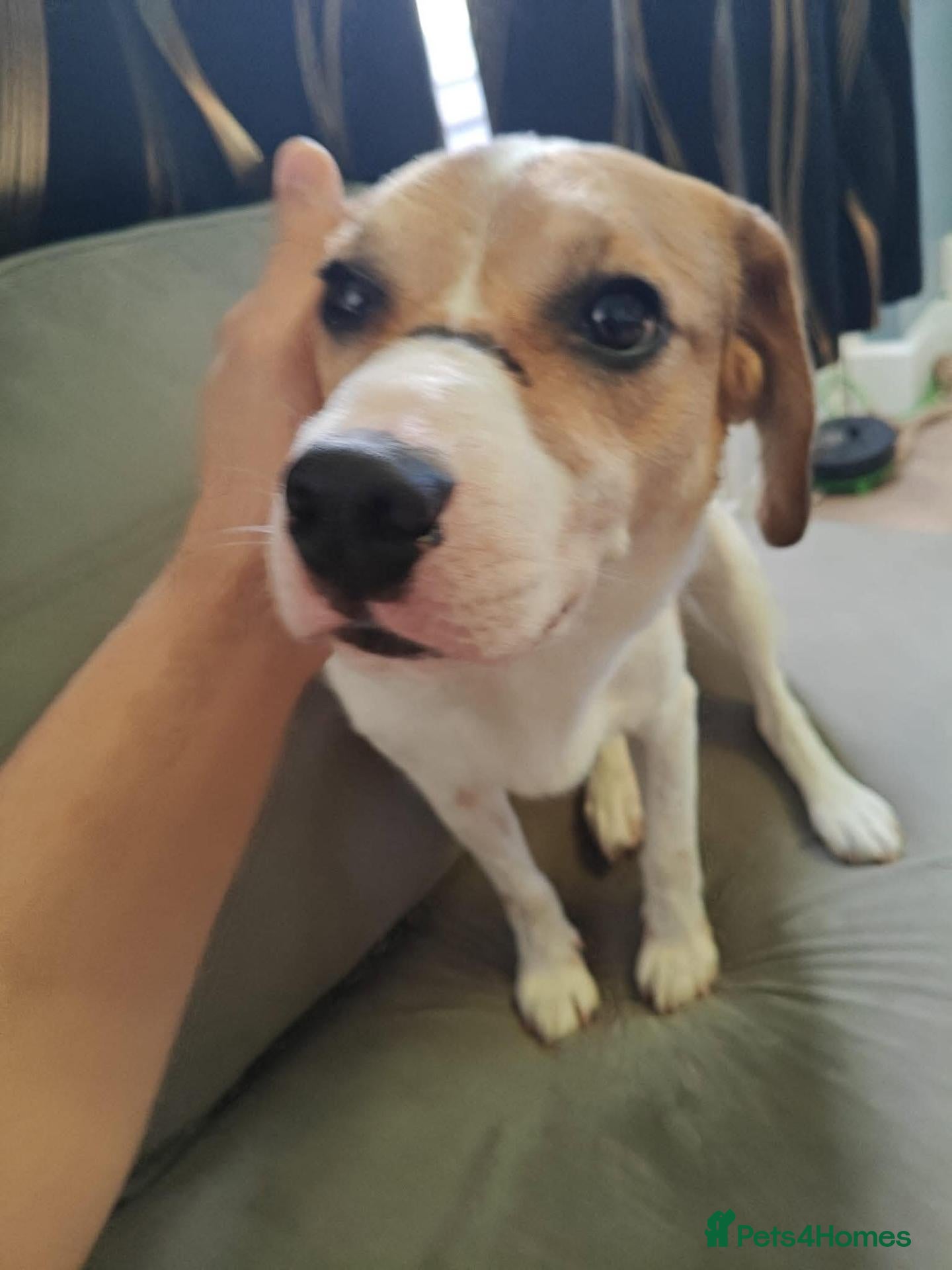 Mixed Breed dogs Bagel for adoption - Advert 1