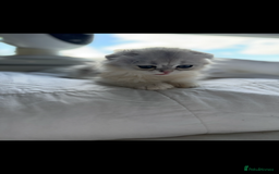Scottish Fold cats for sale: Scottish Fold Kittens Variety of Colours - Image 15
