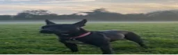 Mixed Breed dogs for adoption: Meet Neeah, currently residing in Cheshire  - Advert 6