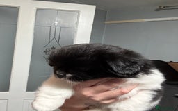 Mixed Breed dogs for sale: 2 Shihtzu cross Pomerania puppies  - Advert 13