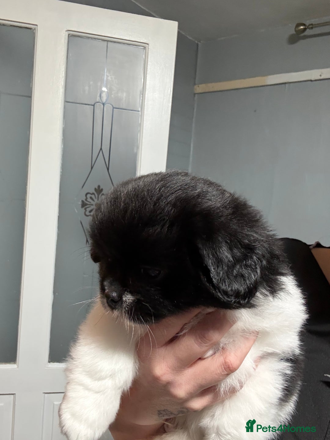 Mixed Breed dogs for sale: 2 Shihtzu cross Pomerania puppies  - Advert 13