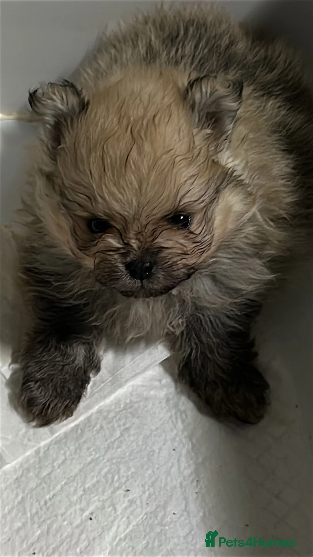 Pomeranian dogs for sale: KC registered Pomeranian puppies  - Advert 2