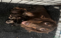 Dachshund dogs for sale: Mini Dachshund long haired  - Image 8