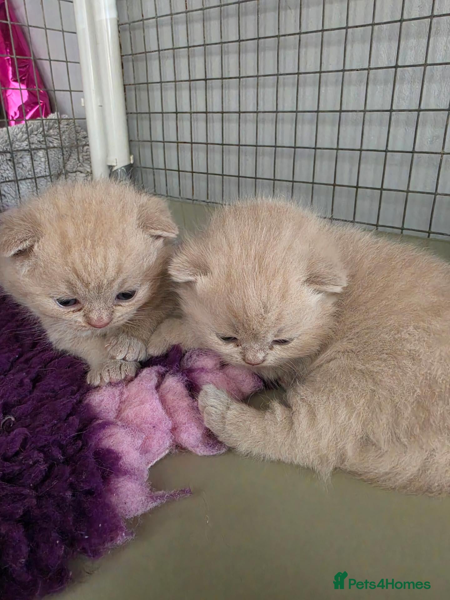British Shorthair cats Rare Fawn British short hair  - Advert 2